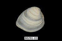 藏品(伊莎貝蛋糕簾蛤)的圖片